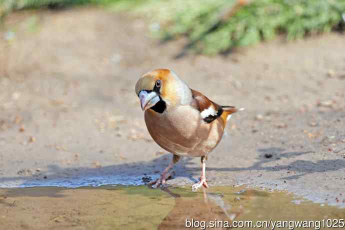 锡嘴雀(3) 锡嘴雀(3)