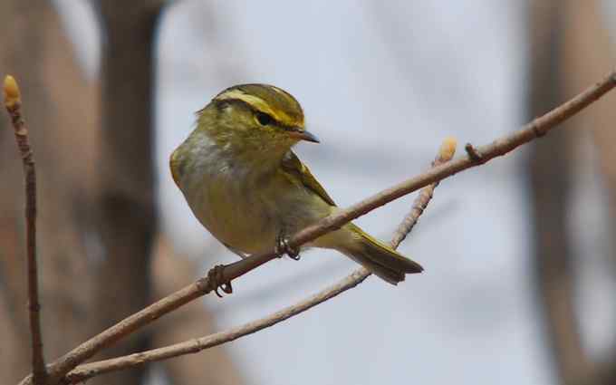 可爱好动的黄腰柳莺（组图）