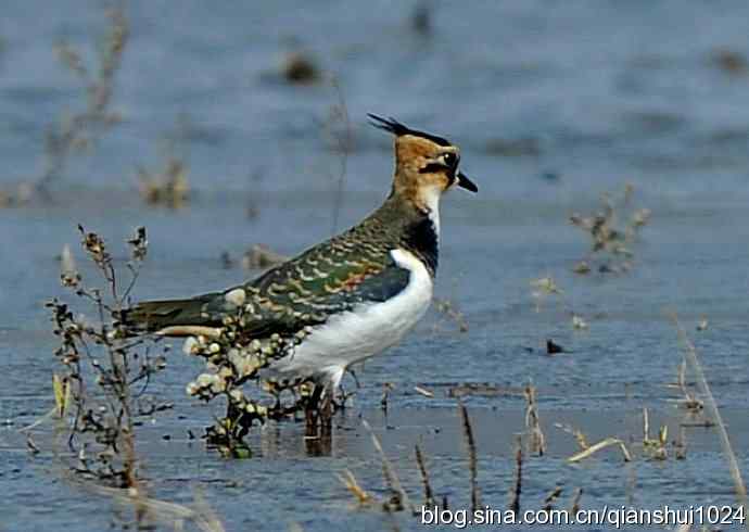 漂亮的小鸟.风头麦鸡(野鸭湖)