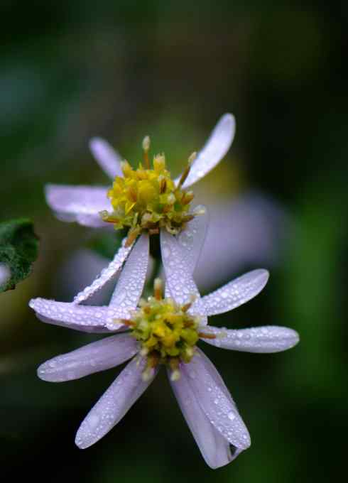 建立自己理想的镜头库