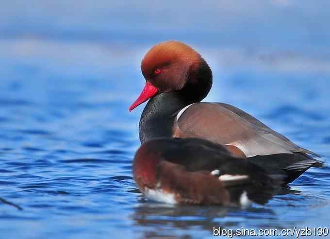冰之蓝&bull;赤嘴潜鸭&bull;元宵节快乐（组图，15张图片）
