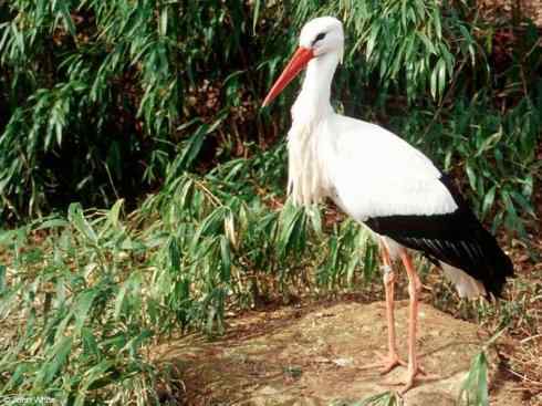 另类鸟类建筑师之一（白鹳、秃鹳）