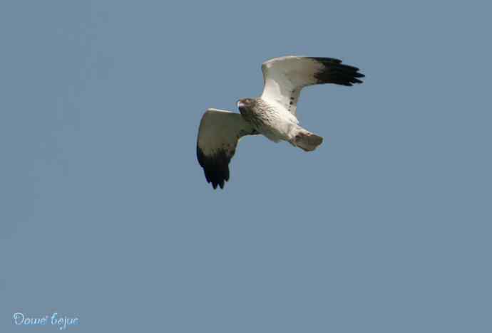 颐和园春鸟乐拍