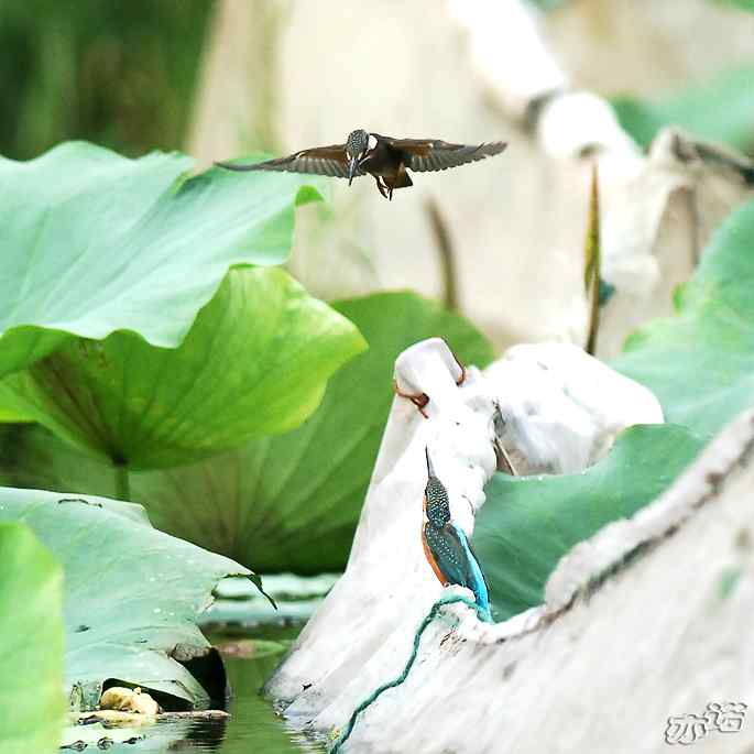 圆明园&nbsp;wbr路&nbsp;wbr跳水健将鈥斺斝〈