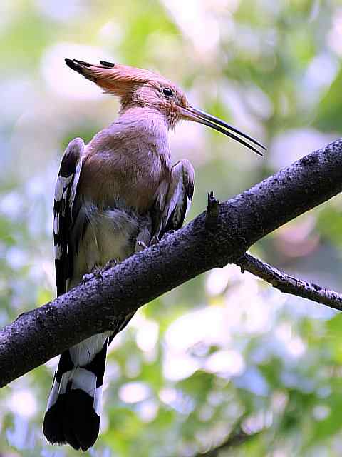 戴胜开冠数毛（鸟儿为悦己者容）