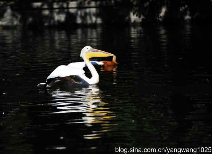 北京动物园的鸟类——鹈鹕（大白）近况