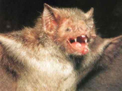 天生猎手:非猛禽类猎手之七 天生猎手:非猛禽类猎手之七