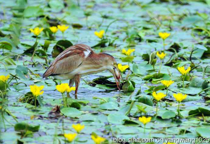 捕鱼的黄苇鳽（记实）3