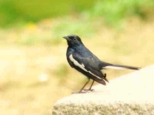 雀鸟也彪悍：谁怕谁（鹊鸲）