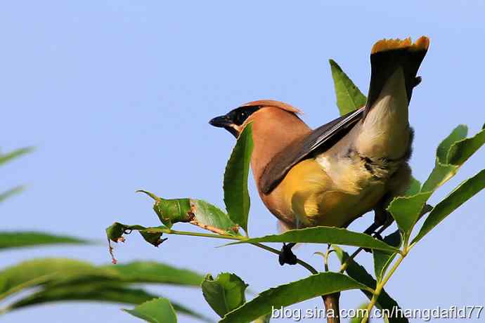 雪松太平鸟（6）