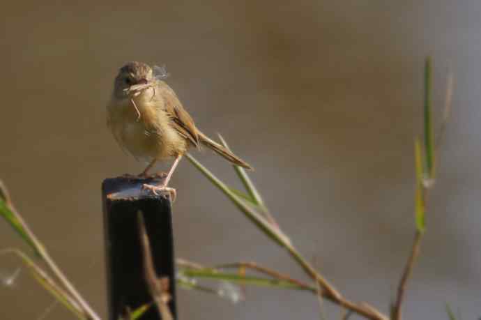 褐头鹪莺的收获