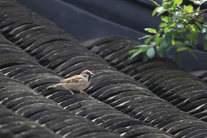 摄鸟拾趣（二） wbr麻雀2012.06