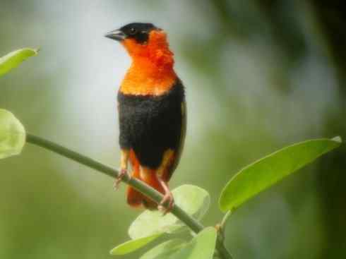 十大鸟类建筑师之二（织布鸟、维达雀）