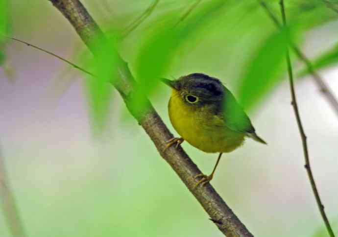 金眶鹟莺（记录版）