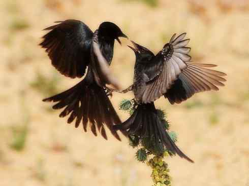雀鸟也彪悍：黑侠（黑卷尾）