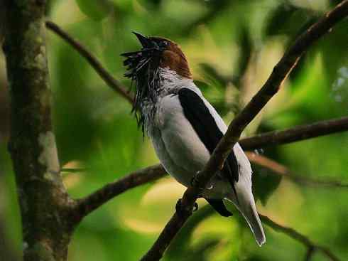 绝色攀禽：佛法僧目之短尾鴗