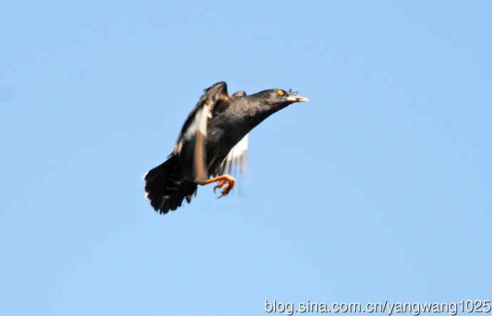 捕捉飞虫的八哥（记实）续3