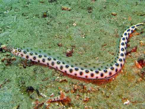 龙：传说的兽原型探秘（鲤鱼）