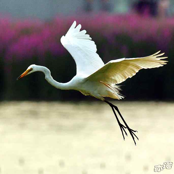 白鹭捕红鱼 白鹭捕红鱼