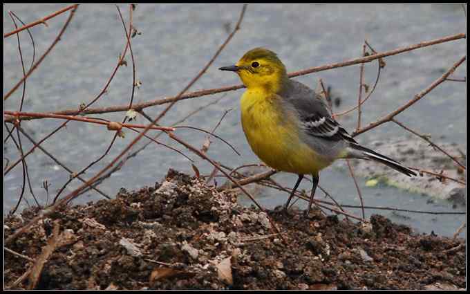 八达岭打鸟，收获七只新贵（组图）