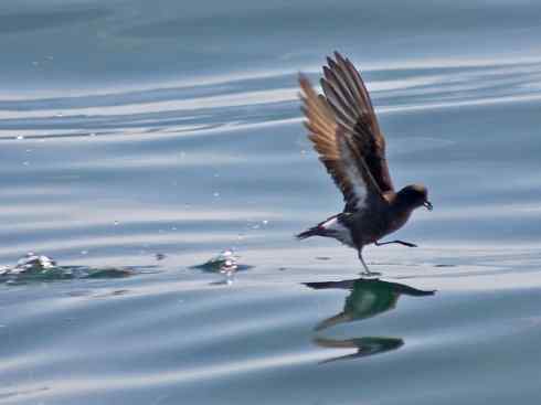 奇特的盔：雪海燕