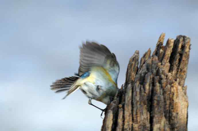 雌性红胁蓝尾鸲(24)