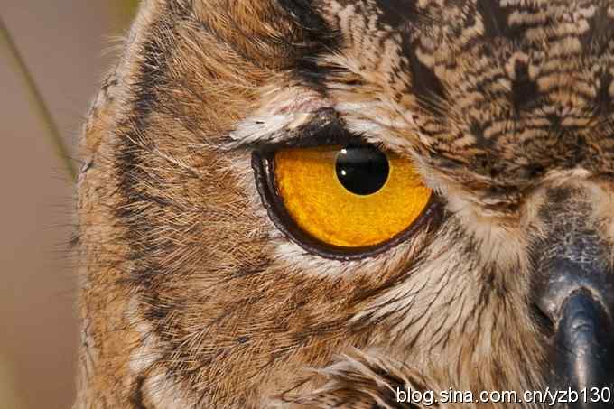 终于拍到大雕神猫了鈥斺敱贝骱有菁俚谒摹⑽逄欤ㄗ橥迹18张图片）