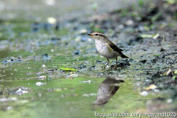 黄眉柳莺(7) 黄眉柳莺(7)