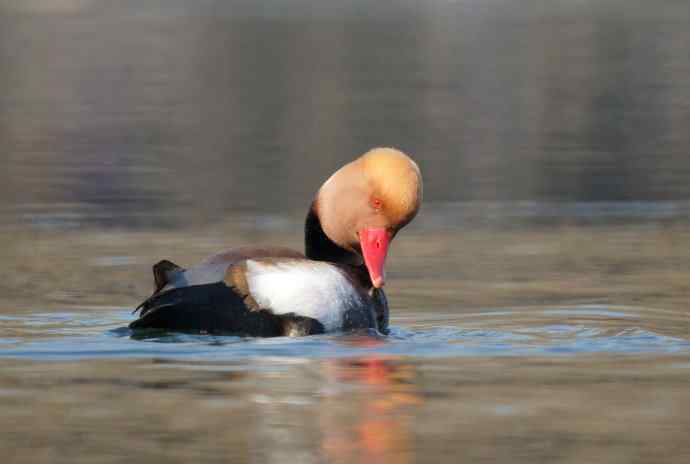 红嘴潜鸭的幸福生活