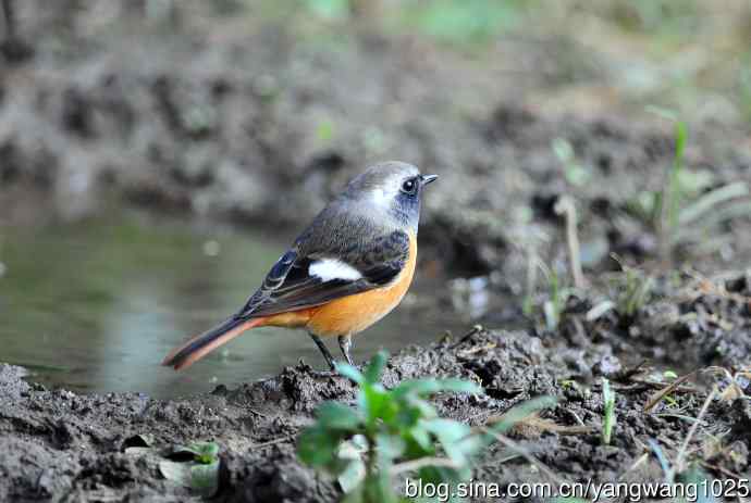雄性北红尾鸲（13）