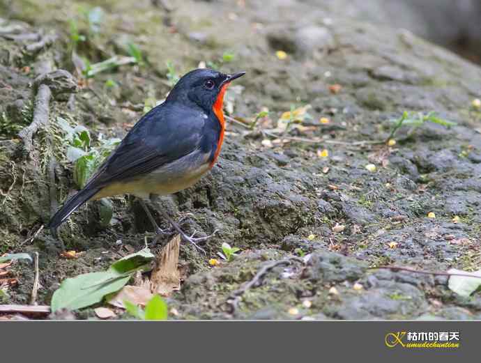拍到鈥溄鹦馗桊垛