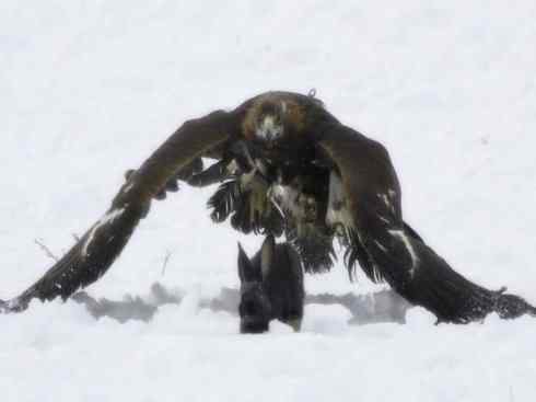 家禽驯化之源之六