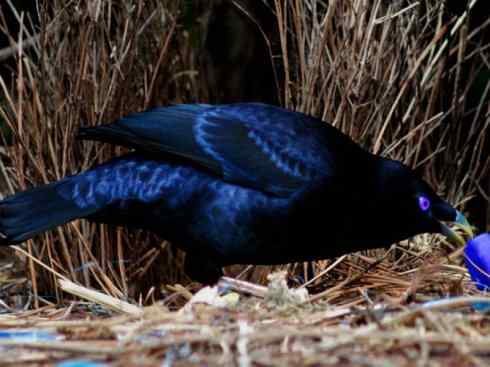 十大鸟类建筑师之三（柳莺、犀鸟）