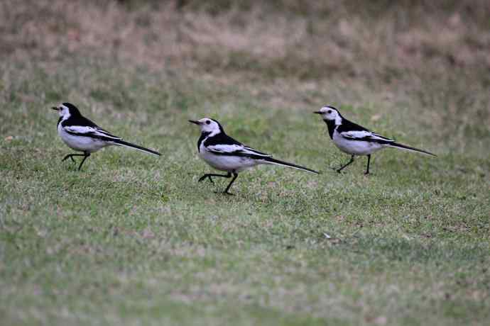 183.又见白鹡鸰--草地秀、菜鸟