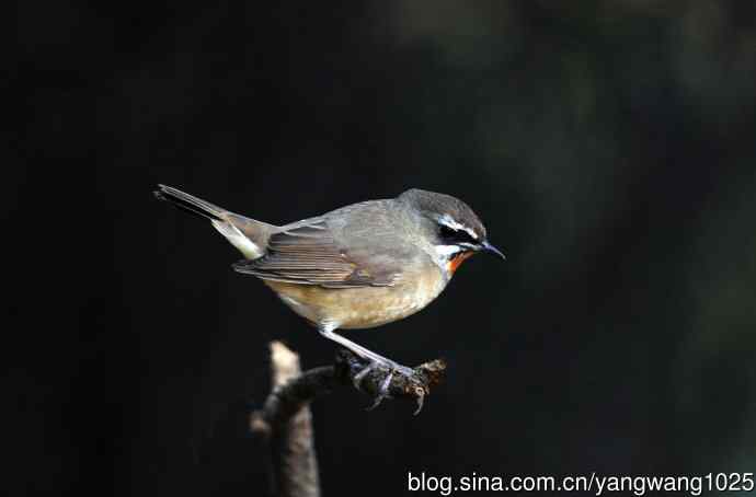 红喉歌鸲(20) 红喉歌鸲(20)
