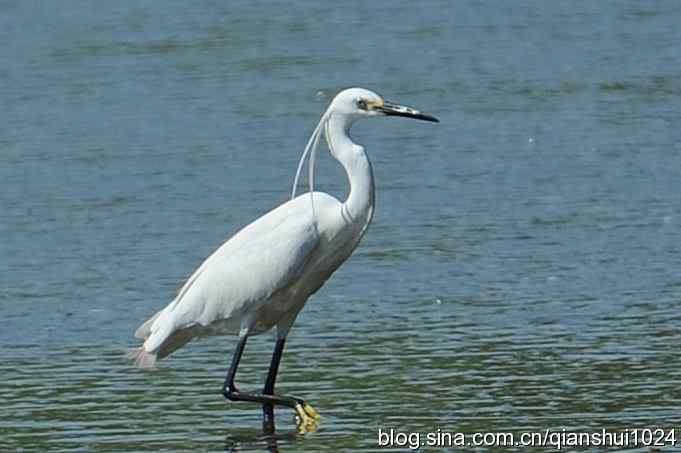 凌波仙子.白鹭海滨写真(北戴河)