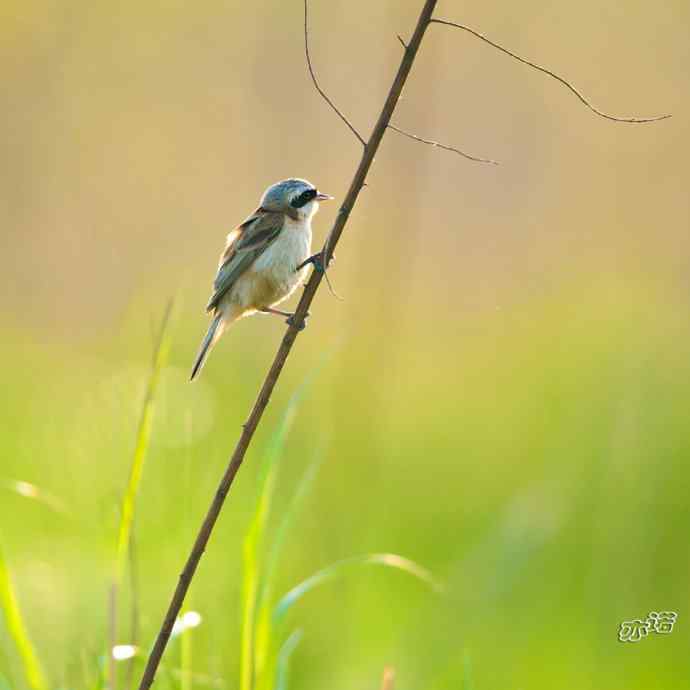 盘锦湿地 wbr路 wbr中华攀雀 盘锦湿地 wbr路 wbr中华攀雀