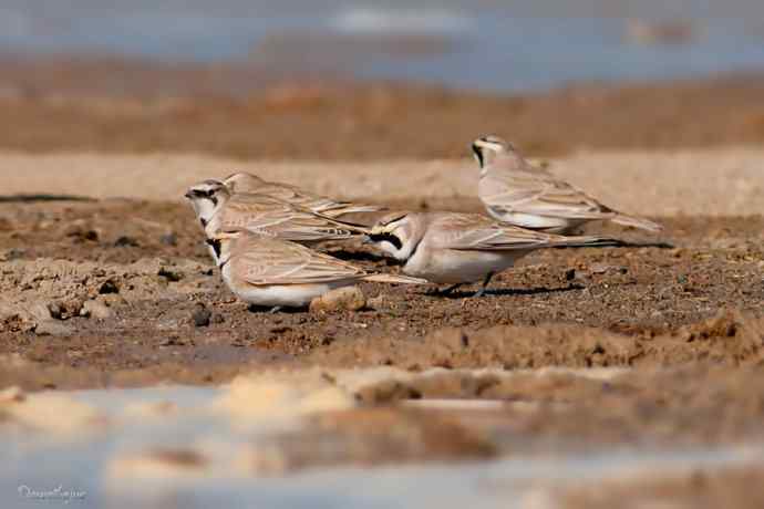 角百灵 wbr野鸭湖的一天 角百灵 wbr野鸭湖的一天