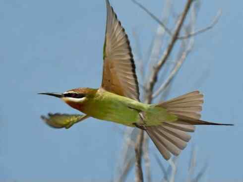 绝色攀禽:佛法僧目之蜂虎 绝色攀禽:佛法僧目之蜂虎