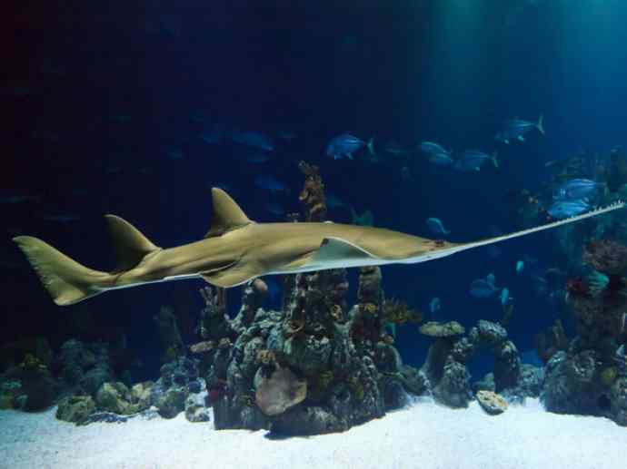 鱼类活化石:锯鳐 鱼类活化石:锯鳐