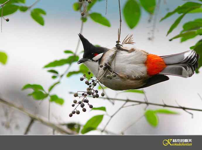 红耳鹎【实拍】