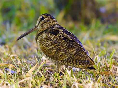 鸟类之最：高山兀鹫