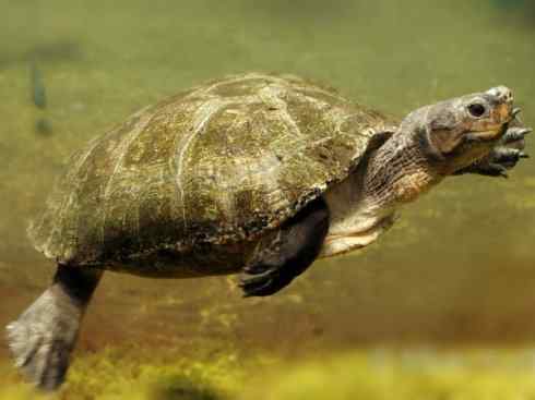 玄武：传说的兽原型探秘（潮龟）