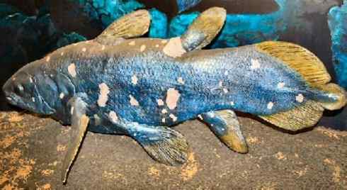 鱼类活化石：矛尾鱼