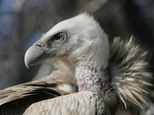 鸟类之最：高山兀鹫