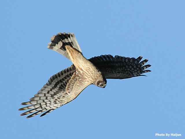 厚道的白尾鹞可以有