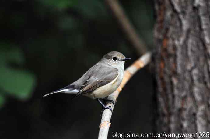 红喉姬鹟(22) 红喉姬鹟(22)