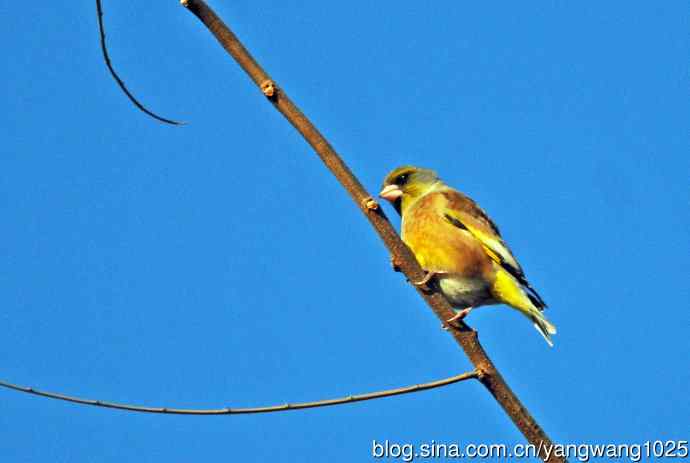 期盼（随拍金翅鸟）