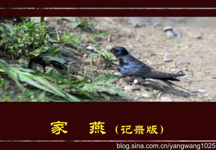 家燕（记录版）