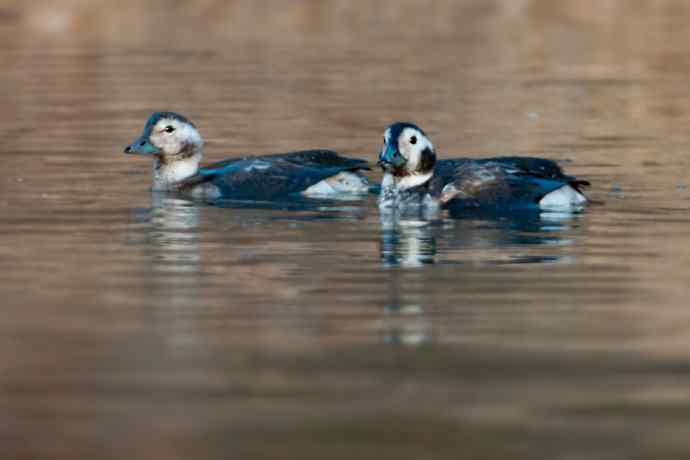 【新鸟】游白河 wbr初识长尾鸭 【新鸟】游白河 wbr初识长尾鸭